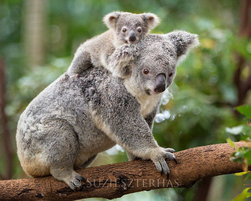 koala baby