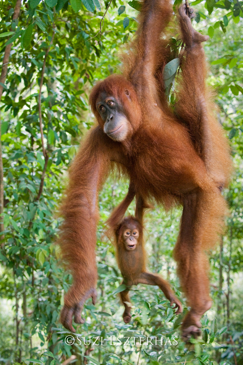  Baby  Orangutan  and Mom Photo Baby  Animal Prints by Suzi