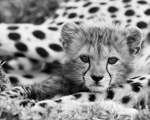 Cute Baby Animal Photo Set (Black and White) | Baby Animal Prints by Suzi