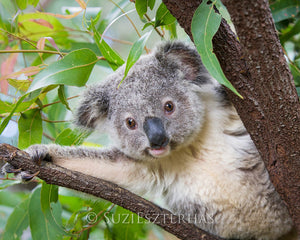 Cute Koala Sleeping Photo – Baby Animal Prints by Suzi