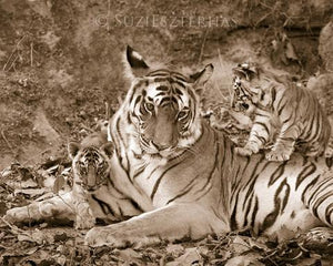 a tiger mother