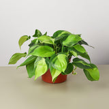 6" Philodendron hanging houseplants for sale
