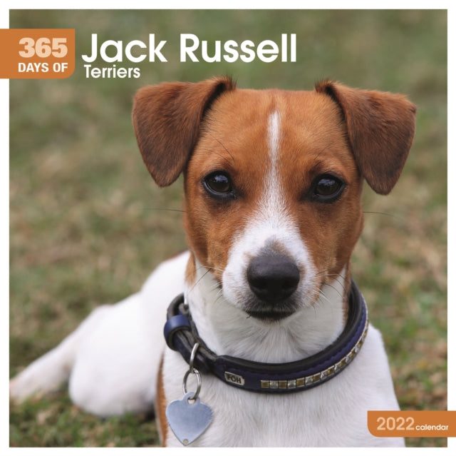 Jack Russell Terriers 365 Days Square Wall Calendar 2022
