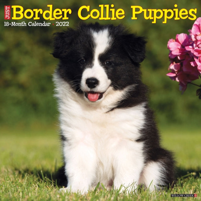 Just Border Collie Puppies 2022 Wall Calendar (Dog Breed)