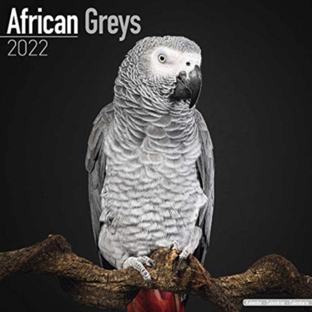 African Greys 2022 Wall Calendar