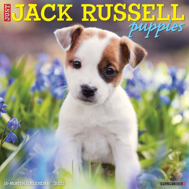 Just Jack Russell Puppies 2022 Wall Calendar (Dog Breeds)