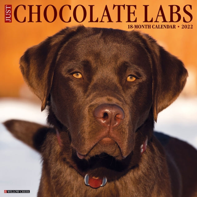 Just Chocolate Labs 2022 Wall Calendar (Labrador Retriever Dog Breed)