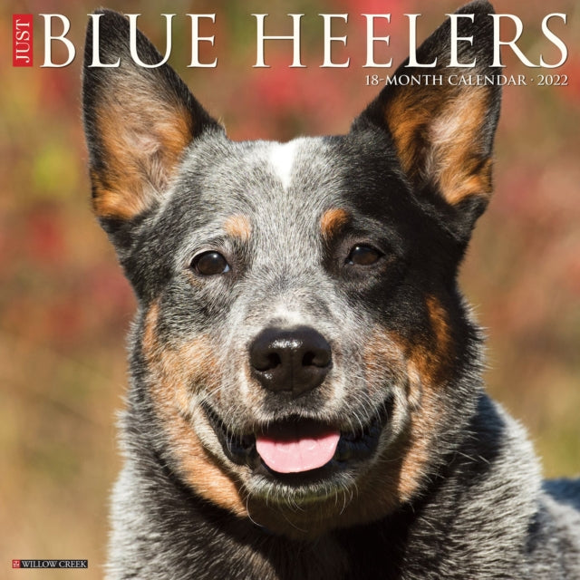 Just Blue Heelers 2022 Wall Calendar (Dog Breed)
