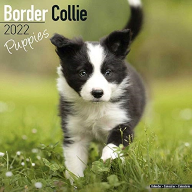 Border Collie Puppies 2022 Wall Calendar