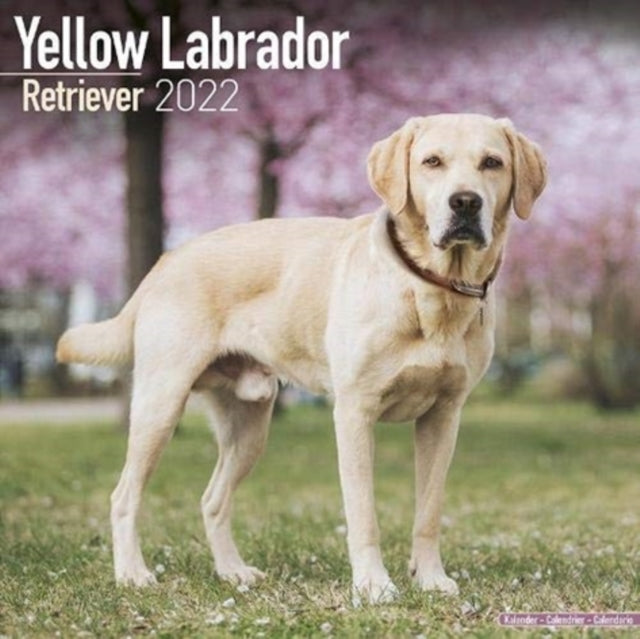 Yellow Labrador Retriever 2022 Wall Calendar