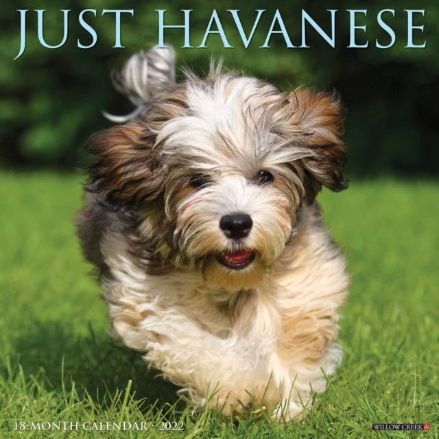 Just Havanese 2022 Wall Calendar (Dog Breed)