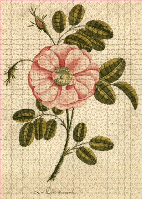 John Derian Paper Goods: Garden Rose 1,000-Piece Puzzle