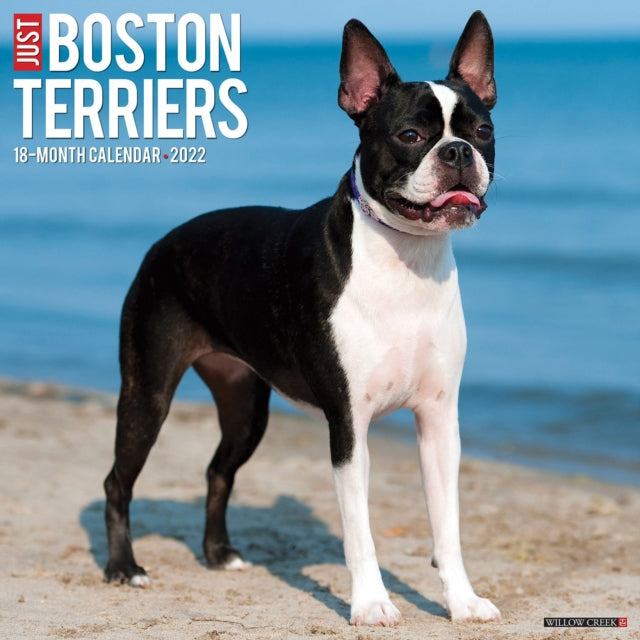 Just Boston Terriers 2022 Wall Calendar (Dog Breed)