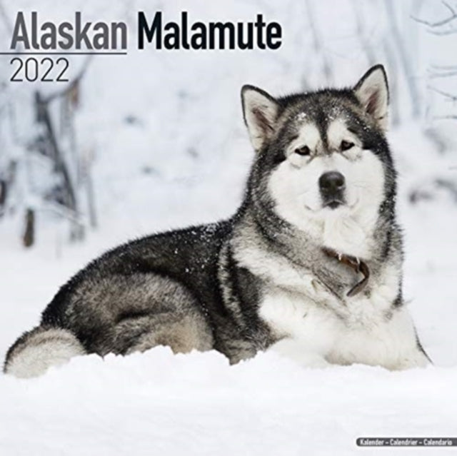 Alaskan Malamute 2022 Wall Calendar