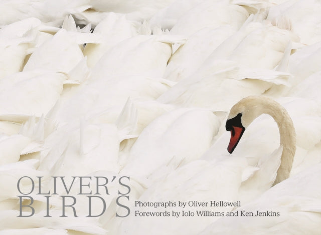 Oliver's Birds: By Oliver Hellowell
