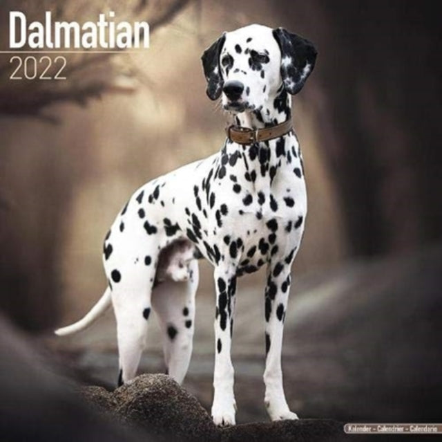 Dalmatian 2022 Wall Calendar