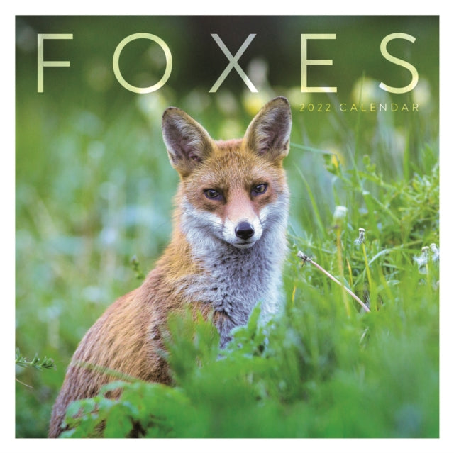Foxes Square Wall Calendar 2022