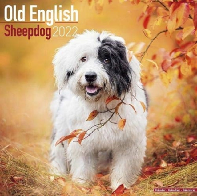 Old English Sheepdog 2022 Wall Calendar