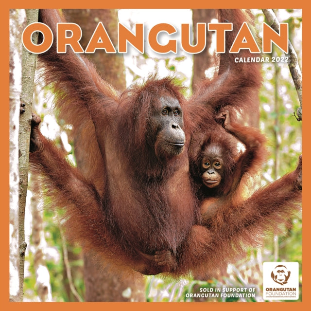 Orangutan Square Wall Calendar 2022