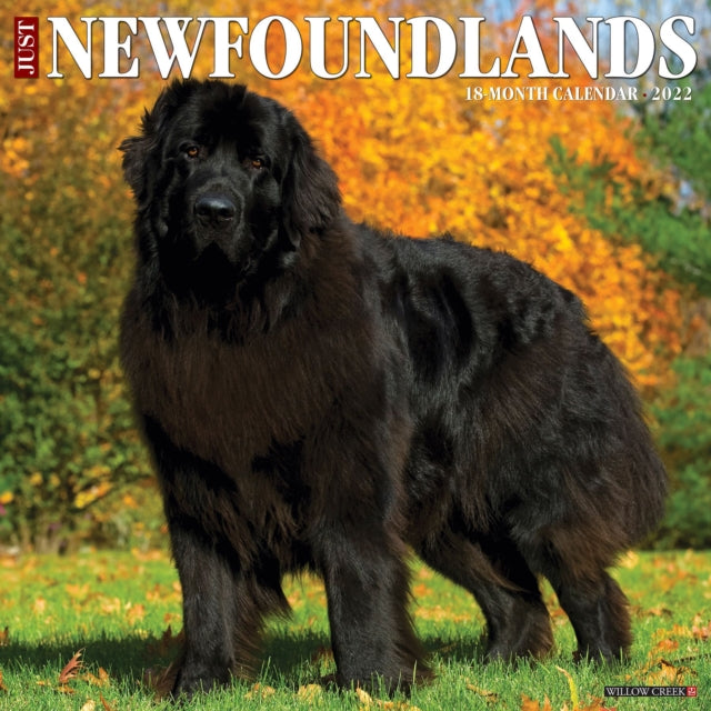 Just Newfoundlands 2022 Wall Calendar (Dog Breed)