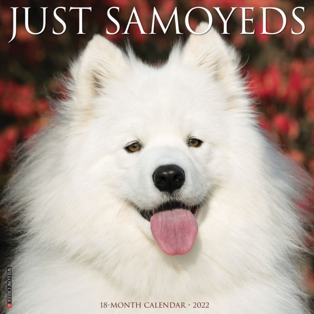 Just Samoyeds 2022 Wall Calendar (Dog Breed)