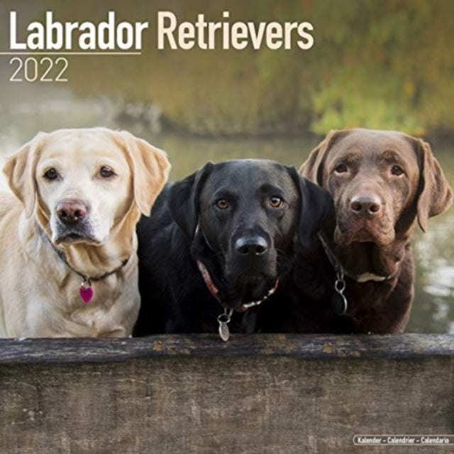 Labrador Retrievers 2022 Wall Calendar