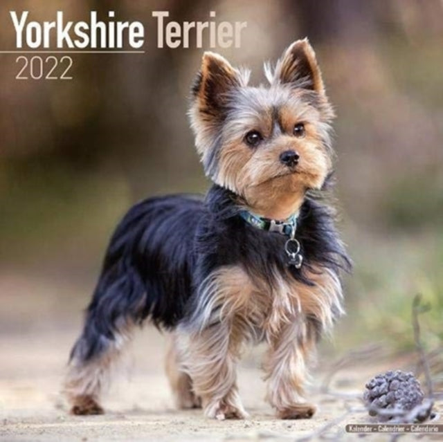 Yorkshire Terrier 2022 Wall Calendar