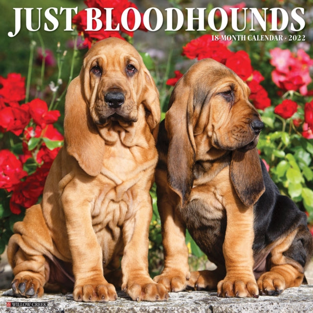 Just Bloodhounds 2022 Wall Calendar (Dog Breed)