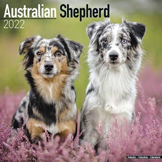 Australian Shepherd 2022 Wall Calendar
