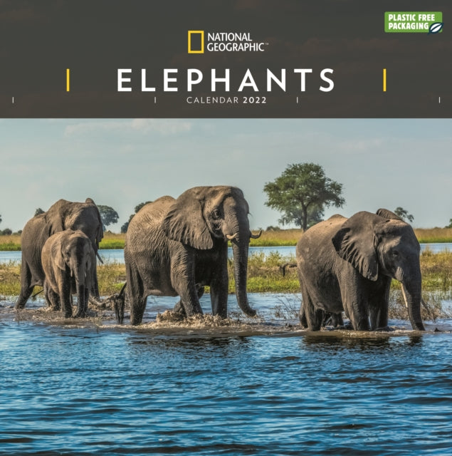 Elephants National Geographic Square Wall Calendar 2022