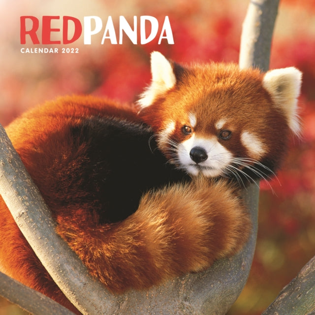 Red Pandas Square Wall Calendar 2022