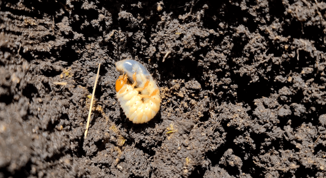 Gartenlaubkäfer