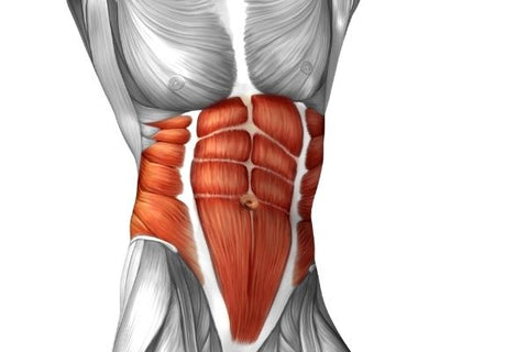 Bauchmuskeln richtig trainieren: Anatomie