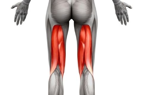 Beinbeuger (Hamstrings) Anatomie