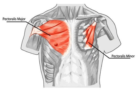 Anatomie der Brustmuskeln