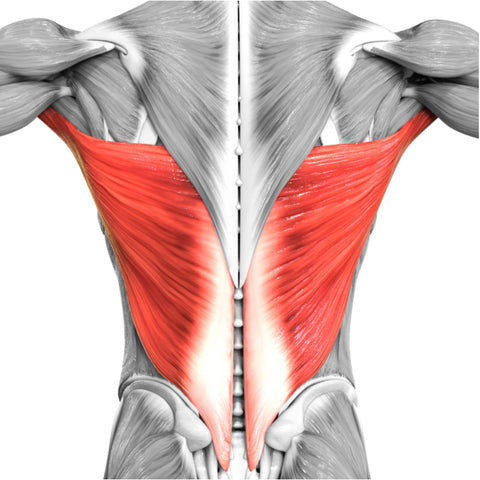 Latissimus dorsi: großer Rückenmuskel