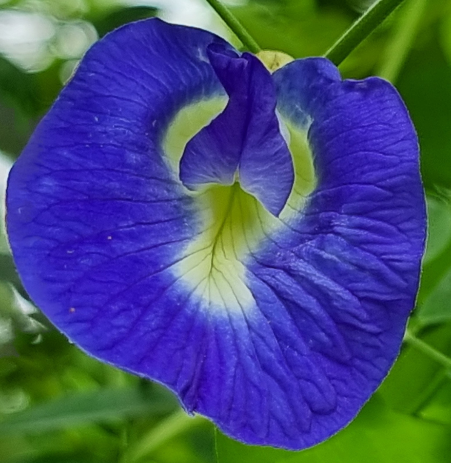 OLINDA_SHOPIFY_INGREDIENTS