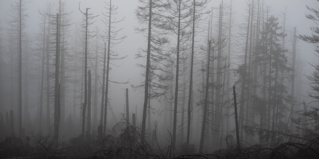 Waldsterben im Harz - tote Fichten vor mystischer Kulisse