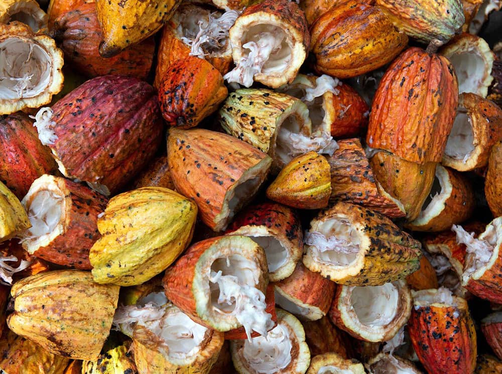 Picture of raw cocoa