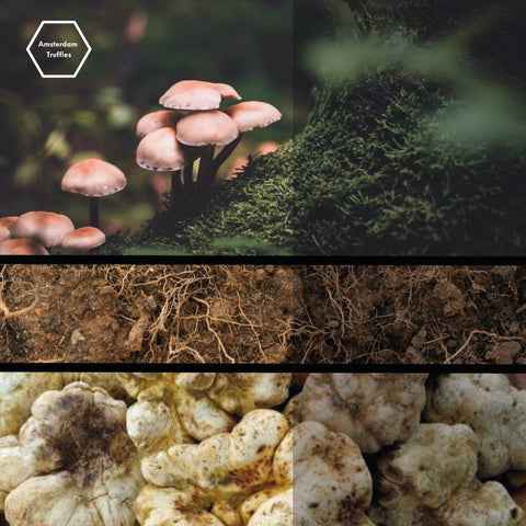 difference between  psilocybin mushrooms and truffles