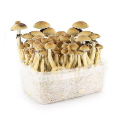 Mushroom-growing Kit-Amsterdam-Beste