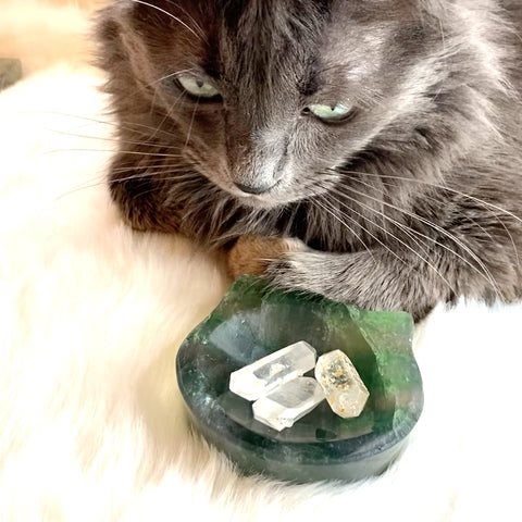 Bear, a medium hair gray cat, with crystals next to him