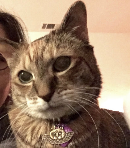 close-up of a cat's face