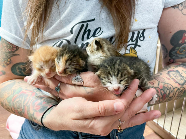 close up of 4 kittens with eyes closed, in someone's arms