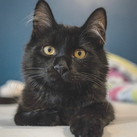 fluffy black cat with big eyes looking at the camera