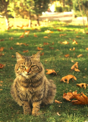 cat sitting among fall leaves