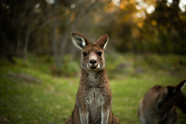kangaroo head facing camera