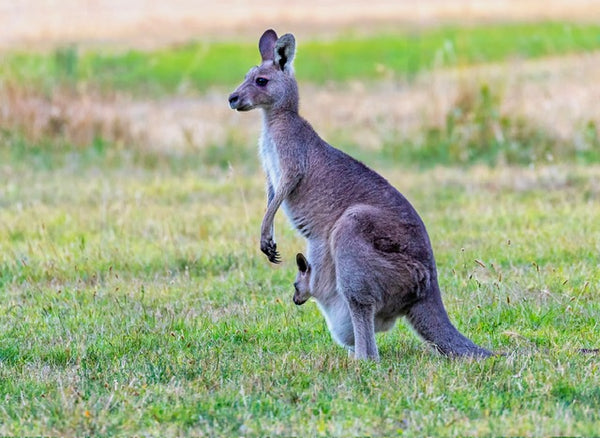 kangaroo with a joey in her pouch