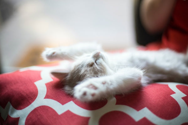 white kitten sleeping in the sun