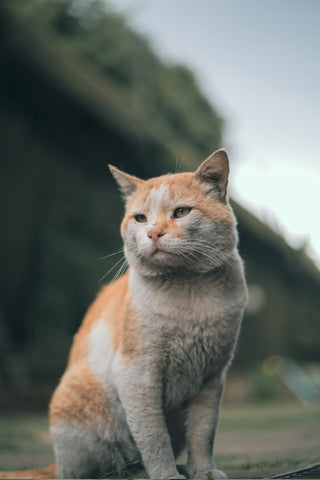 orange and white cat looking forlorn